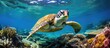 A turtle swimming amid ocean corals and marine life
