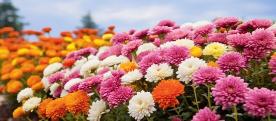 Wall Mural - Flowers against a sky backdrop