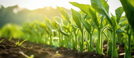 Canvas Print - Sunlit green field close-up