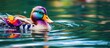 A colorful duck floats on water