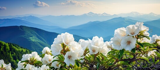 Poster - Colorful wildflowers against majestic mountain backdrop under clear blue sky