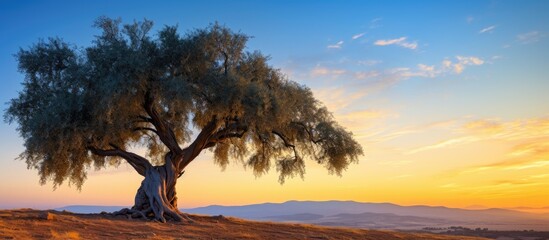 Poster - Sunset overlooking tree on hill