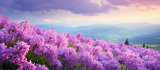 Wall Mural - Field of blooming lavender with distant mountain vista