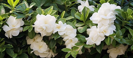 Wall Mural - Bush of delicate white petals and lush green foliage