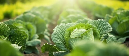 Wall Mural - Fresh green produce under sunlight