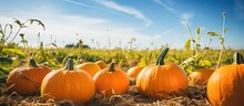 Pumpkins In Row At Field