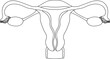 Female uterus anatomy black and white  illustration on a white background