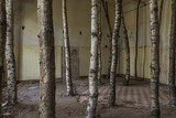 Fototapeta Łazienka - Tree trunks set up in a deserted room.