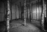 Fototapeta Łazienka - Tree trunks set up in a deserted room.
