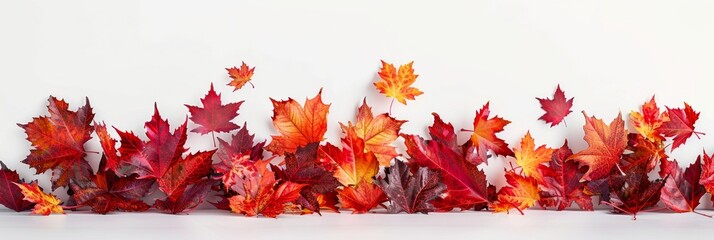 panoramic border, header of footer with a vibrant array of maple leaves in full autumn splendor agai