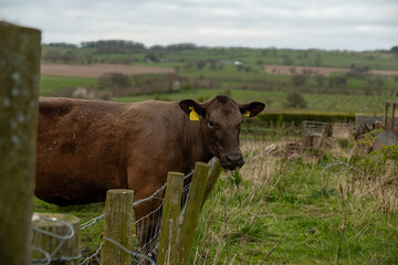 cow in the field