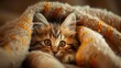 Cute kitten peeking through a knitted blanket