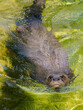 Giant otter or giant river otter (Pteronura brasiliensis) swimming in water very colored of green