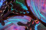 Fototapeta Motyle - colorful wings of tropical butterflies close-up. abstract ornament of butterfly wings