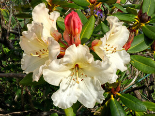 Wall Mural - Closeup of white rhododendron flower with a big red bud in a french garden