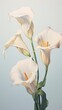 White lily flower pattern petal plant inflorescence
