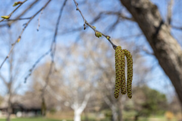 Wall Mural - Defocused macro view of sparse elongated yellow catkins on a river birch tree in spring on a sunny day
