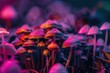 Glowing pink and purple mushrooms in the forest. Magic mushrooms in neon light. Bright psilocybin mushrooms. Acid trip in the forest.