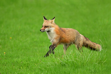 Wall Mural - Urban wildlife photograph of a red fox keeping watch over her den of cubs and yipping at any threat