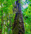 Dense rainforest with intertwining vines and a moss-covered tree in Costa Rica. High quality photo. Arenal region of Costa Rica, La Fortuna, Costa Rica. Central America