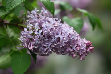 Canvas Print - Violet lilac in spring garden