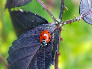 Poster - Ladybird on leaf