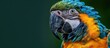 Colorful Parrot Close-Up on Green Background