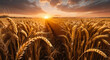 Ripe wheat field at sunset.Generative AI