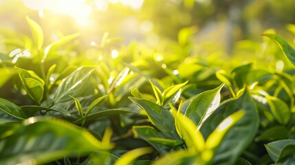 Wall Mural - Green tea leaves on a tea plantation, natural landscape, Close-up background