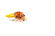 Ladybug ready in fligh on white background, Ladybug on white background