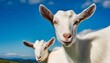 young white goats portrait on blue background