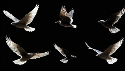 Wall Mural - set of black flying bird silhouettes on transparent background