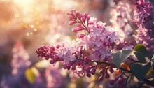 Beautiful Floral Natural Wild Pink Lilac Flowers Spring Lilac Flowers In The Rays Of Sunlight In Spring A Picturesque Artistic Image With A Soft Focus Illustration