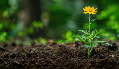 Wall Mural - Single yellow flower blooming in rich soil