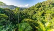 an aerial view of the vegetation in a tropical jungle