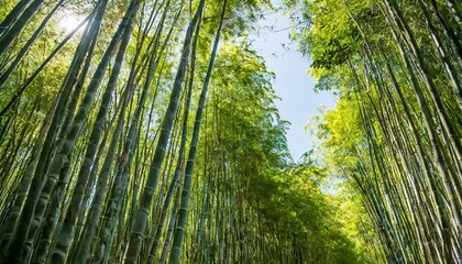 Wall Mural - dense bamboo jungle