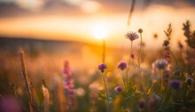 Banner With Beautiful Meadow With Wild Flowers Over Sunset Sky Beauty Nature Field Background With Sun Flare Bokeh Silhouettes Of Wild Grass And Flower Beautiful Summer Or Autumn Nature Backdrop