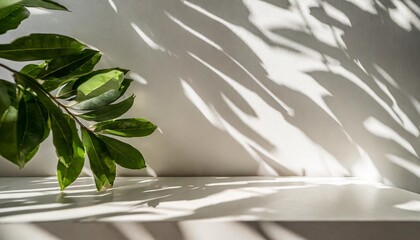 3d empty modern minimal counter table top in dappled sunlight and foliage leaf shadow on white wall in background for luxury beauty cosmetic product display backdrop