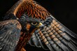 Majestic orange and black bird of prey with wings spread
