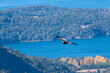 Cóndor volando sobre los lagos de Bariloche, Patagonia, Argentina. 