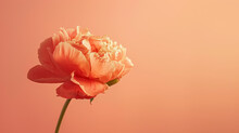 Elegant Single Peony Flower Against A Soft Peach-colored Backdrop, With Copy Space For Text