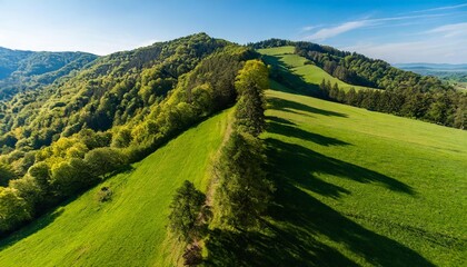 Wall Mural - green hills with trees and fresh green grass aerial top down view