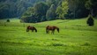 Two horses grazing peacefully in a lush green pasture, enjoying freedom and tranquility.