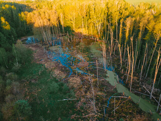 aerial view of the forest and green crowns