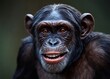 Chimpanzee monkey portrait close up. Bonobo ( Pan paniscus)
