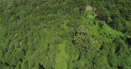 Aufkleber - A lush green aerial forest with a mountain in the background. The trees are tall and green, and the sky is clear