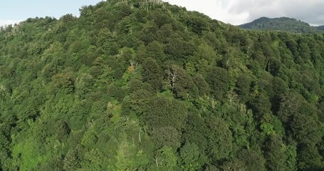 Aufkleber - A lush green aerial forest with a mountain in the background. The trees are tall and green, and the sky is clear