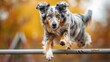 Agile Australian Shepherd dog leaping over a hurdle in agility trial