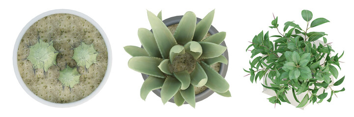 Wall Mural - 3d render top view of plant in pot isolated on transparent background, png illustration.