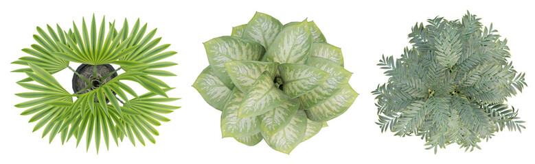 Wall Mural - 3d render top view of plant in pot isolated on transparent background, png illustration.